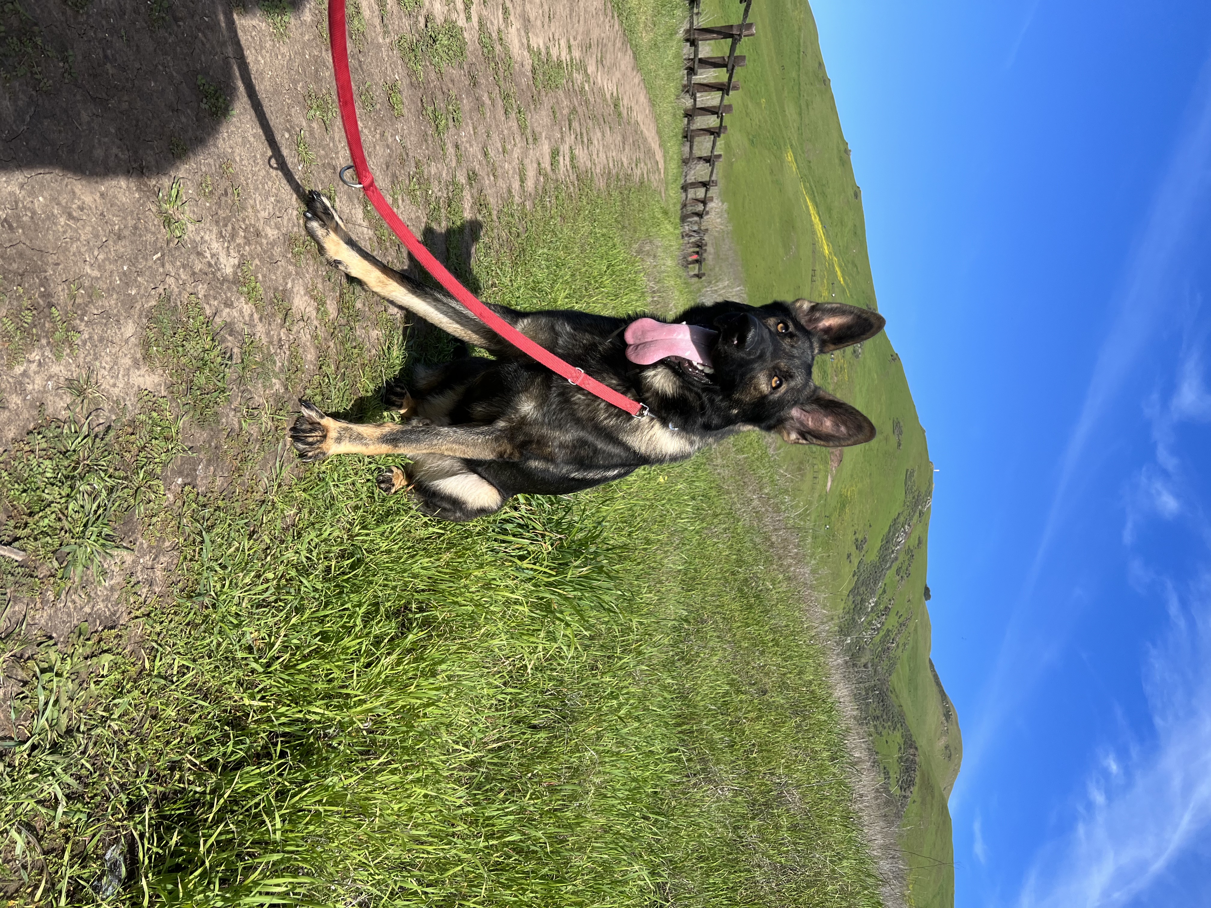 A photo of my dog